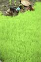 RWT 0155 146-35 Nepal Rice Planters